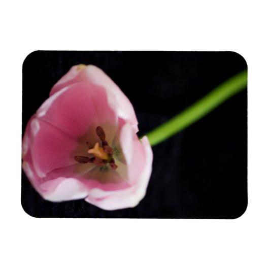 Tulips 3272 magnet (Horizontal)