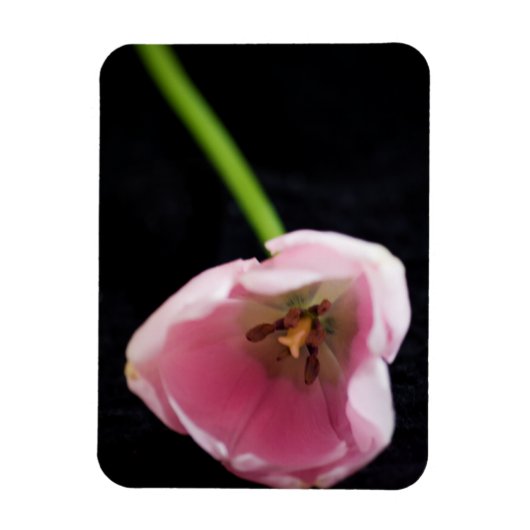 Tulips 3272 magnet (Vertikal)