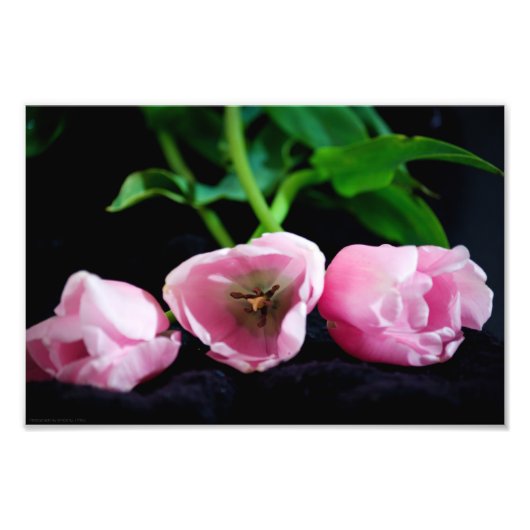 Tulips 3273 fotodruck (Vorne)