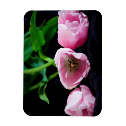 Tulips 3273 magnet (Vertikal)