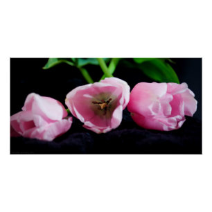 Tulips 3273 poster