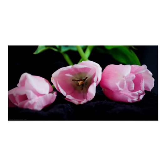 Tulips 3273 poster (Vorderseite)