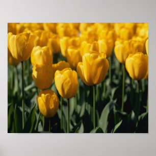 Tulips 3 poster