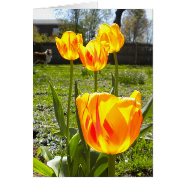 TULIPS (& A COLLIE) (Vorne)