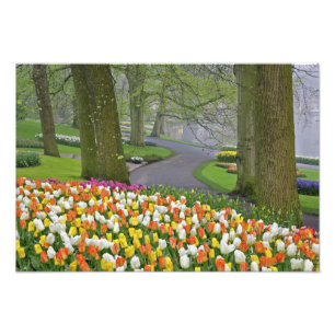 Tulips and road, Keukenhof Gardens, Lisse, Fotodruck