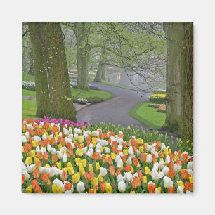 Tulips and road, Keukenhof Gardens, Lisse, Magnet