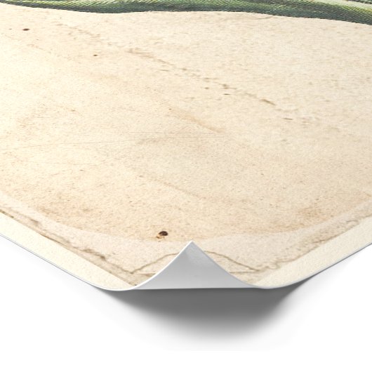 Tulips Antique Botanic Print Poster (Ecke)