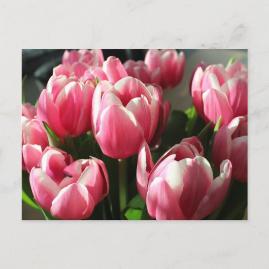 Tulips aus Amsterdam 2 Postkarte (Vorderseite)