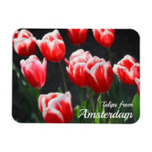 Tulips aus Amsterdam Magnet (Horizontal)