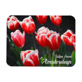 Tulips aus Amsterdam Magnet