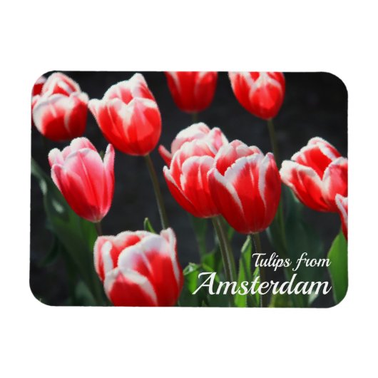 Tulips aus Amsterdam Magnet (Horizontal)