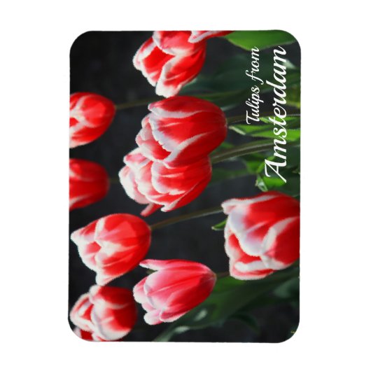 Tulips aus Amsterdam Magnet (Vertikal)
