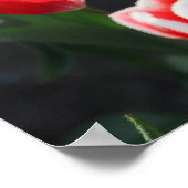 Tulips aus Amsterdam Poster (Ecke)