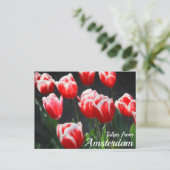 Tulips aus Amsterdam Postkarte (Stehend Vorderseite)
