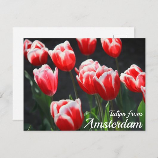 Tulips aus Amsterdam Postkarte (Vorne/Hinten)