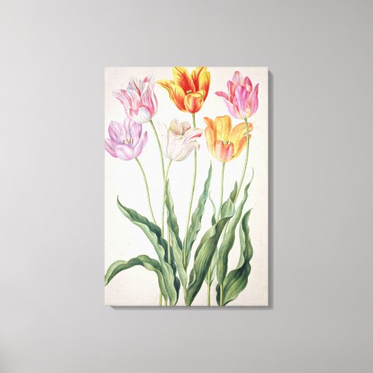Tulips aus dem "Nassau Florilegium" (w/c auf Papel Leinwanddruck (Vorderseite)