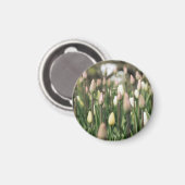 Tulips beginnen zu blühen magnet (Vorderseite/Rückseite)