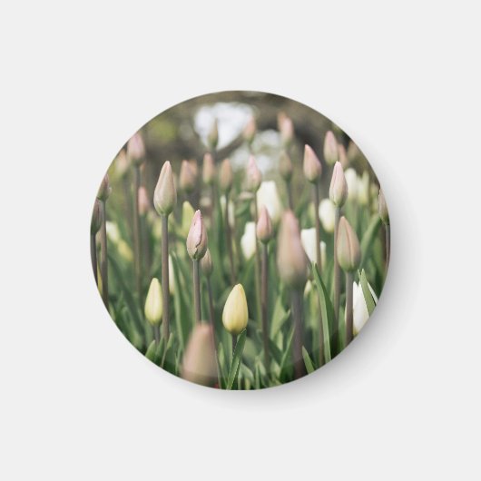 Tulips beginnen zu blühen magnet (Vorne)