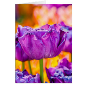 Tulips Bezaubernd Lila