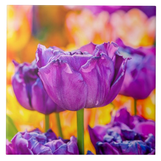 Tulips Bezaubernd Lila Fliese (Vorderseite)