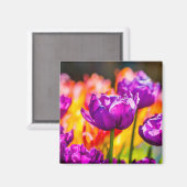 Tulips Bezaubernd Lila Magnet (Vorderseite/Rückseite)