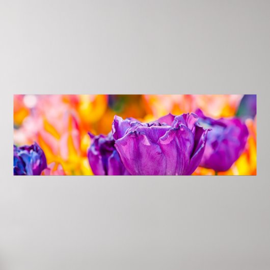 Tulips Bezaubernd Lila Poster (Vorne)