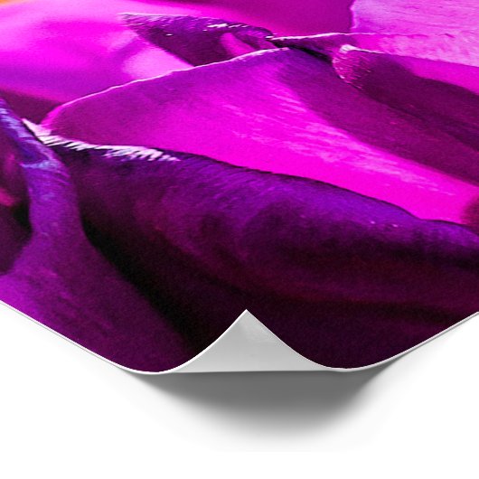 Tulips Bezaubernd Lila Poster (Ecke)