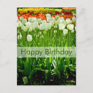 Tulips Birthday Postcard Geburtstagskarte Tulpen Postkarte