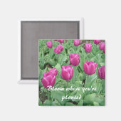 Tulips - Blühen, wo Sie gepflanzt sind Magnet (Vorderseite/Rückseite)