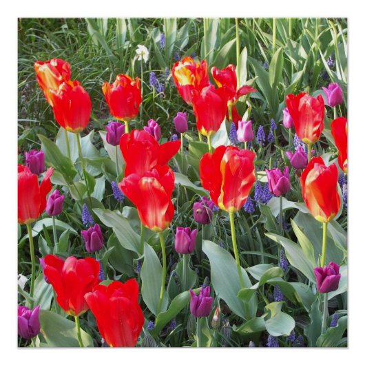 Tulips Blume Blüten Liebe Zerstöre Dusche Poster (Vorderseite)