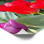 Tulips Blume Blüten Liebe Zerstöre Dusche Poster (Ecke)