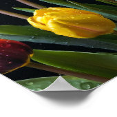 Tulips Blume Farbenfrohe Blossom Dekoration Blosso (Ecke)
