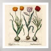 Tulips Botanische Print Poster (Vorne)