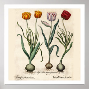 Tulips Botanische Print Poster
