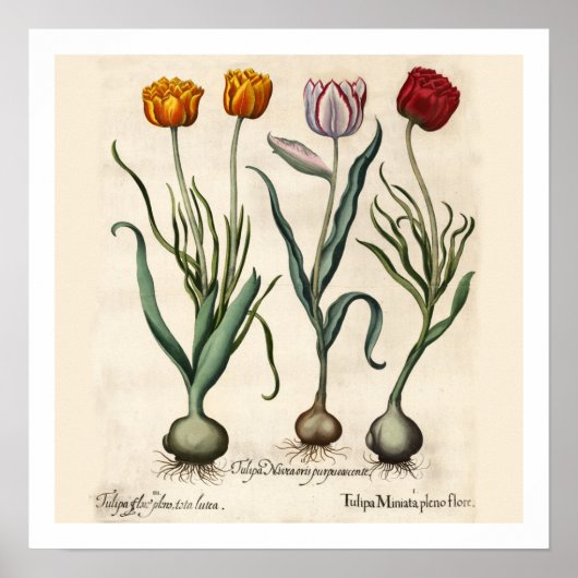Tulips Botanische Print Poster (Vorne)