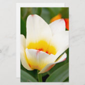 Tulips Briefpapier (Vorne/Hinten)