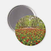 Tulips Central Park NYC Magnet (Vorderseite/Rückseite)