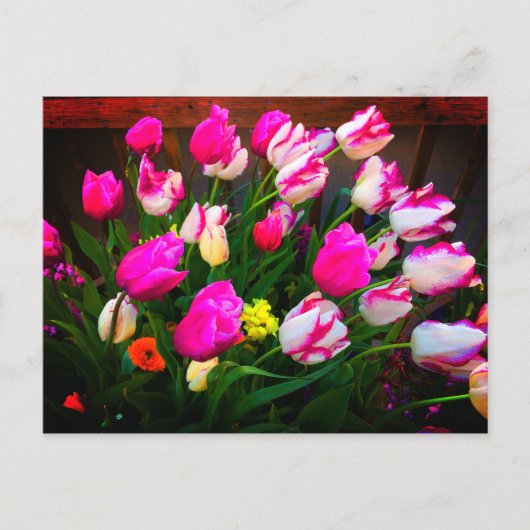 Tulips Christmas Dream und Affaire #1 Postcard Postkarte (Vorderseite)