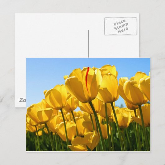 Tulips Collection Postkarte (Vorne/Hinten)