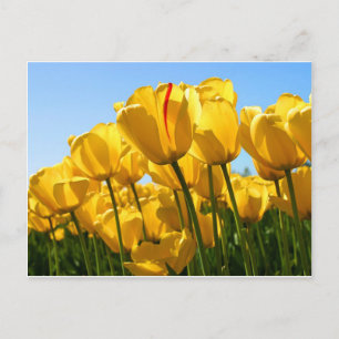 Tulips Collection Postkarte