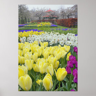 Tulips, Daffodilen und Blume von Traubenzucker, Poster