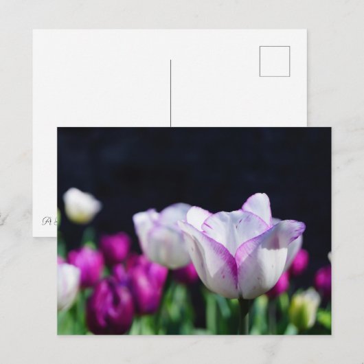 Tulips Deluxe Postkarte (Vorne/Hinten)
