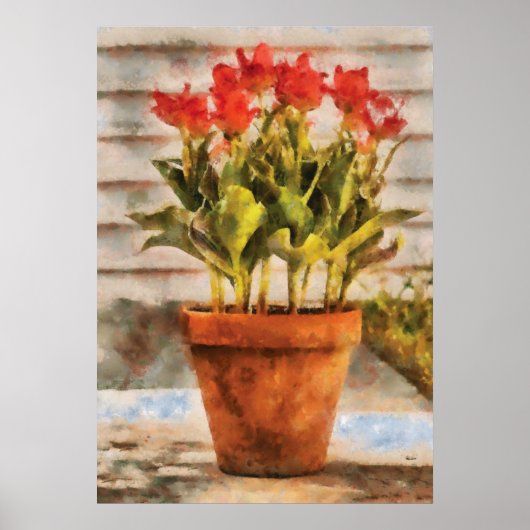 Tulips - Ein Topf mit Tulips Poster (Vorne)