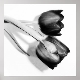 Tulips Fine Art Fotografy Print Black and White Poster
