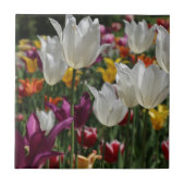 Tulips Fliese (Vorderseite)