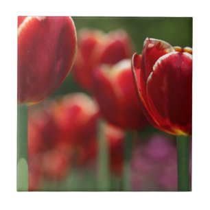 Tulips Fliese