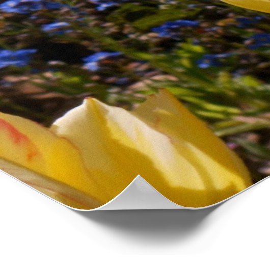 Tulips & Forget-me-nots Poster (Ecke)