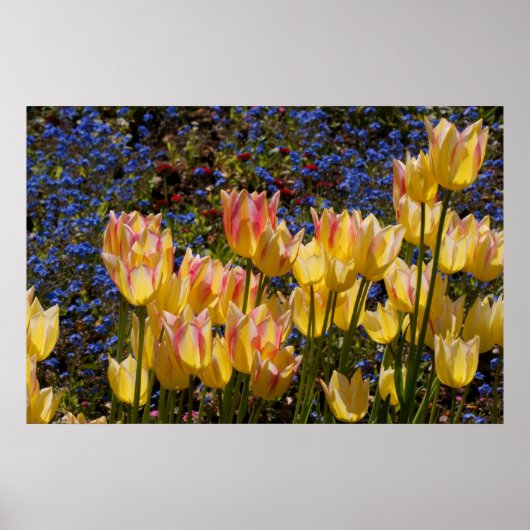 Tulips & Forget-me-nots Poster (Vorne)