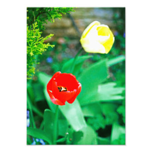 Tulips Fotodruck