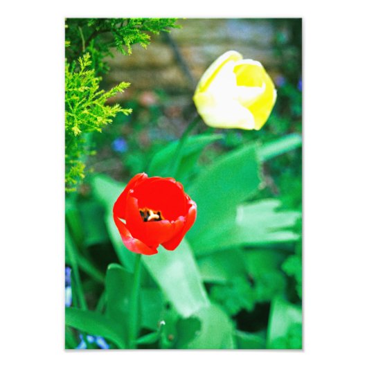 Tulips Fotodruck (Vorne)